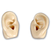 Demonstration Ear